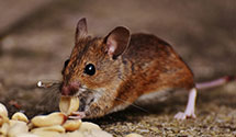 24 Hour & Emergency Exterminators in Ft H Liggett, CA